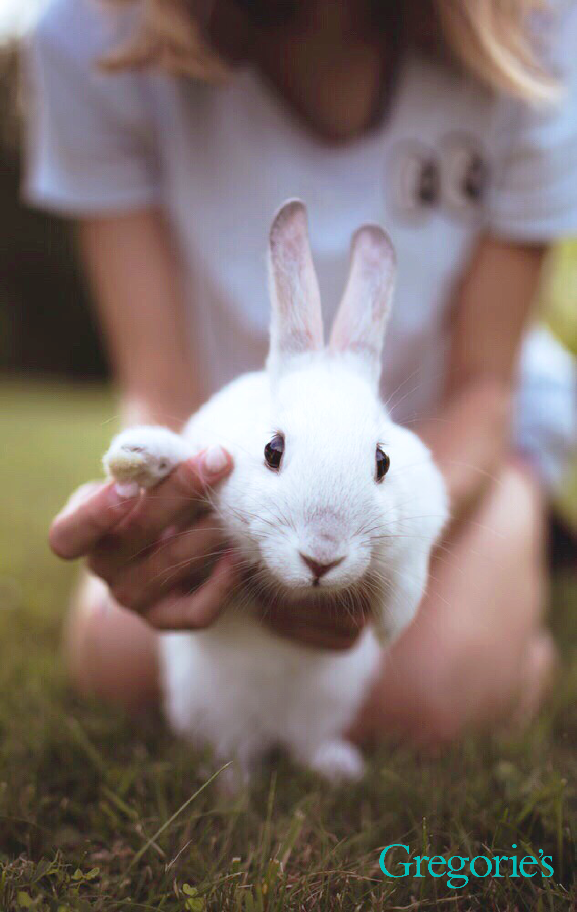 picture of a bunny